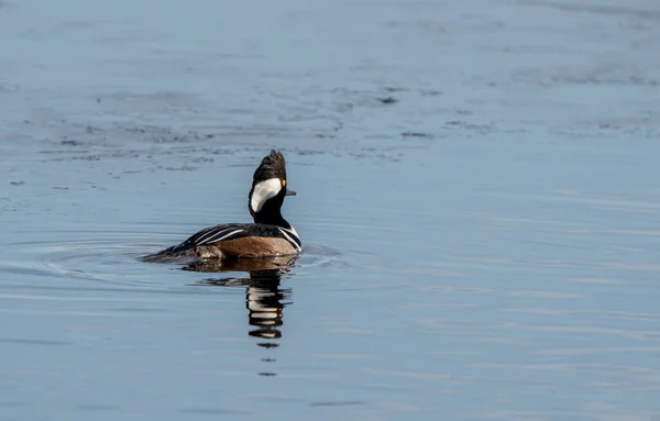 Kaptur Merganser Kaczki Północnej Saskatchewan Kanada — Zdjęcie stockowe