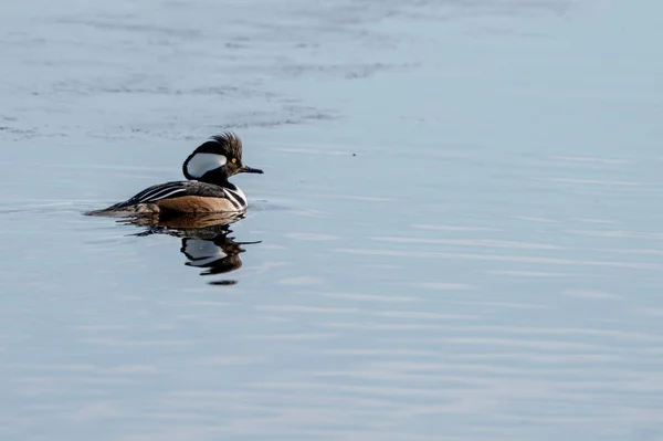 Hooded Merganser Ducks Észak Saskatchewan Kanada — Stock Fotó