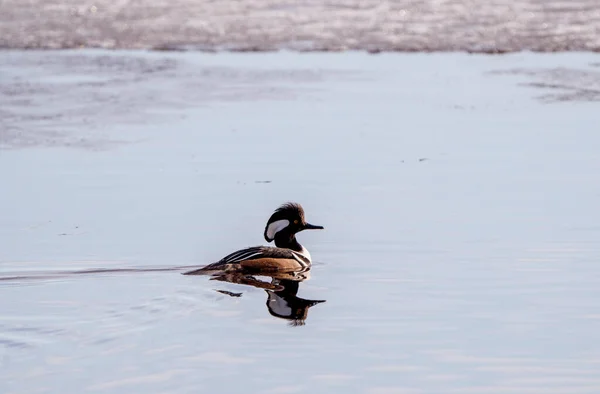 加拿大萨斯喀彻温省北部头戴头巾的Merganser鸭 — 图库照片