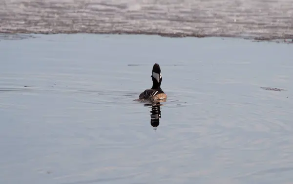 Hooded Merganser Ducks Northern Saskatchewan Canada — Stock Photo, Image