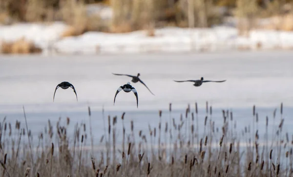 Kuzey Saskatchewan Kanada Kapüşonlu Merganser Ördekleri — Stok fotoğraf