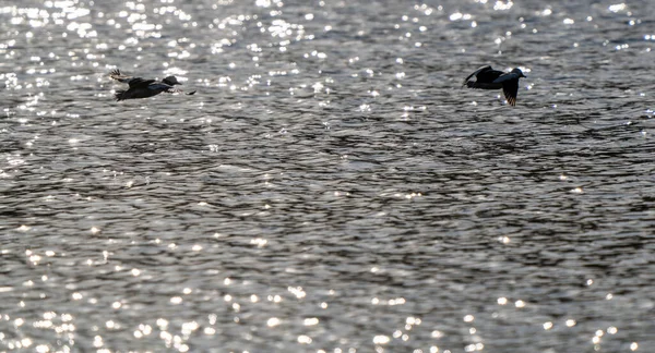 Утки Мерганзеры Капюшонах Севере Канады — стоковое фото