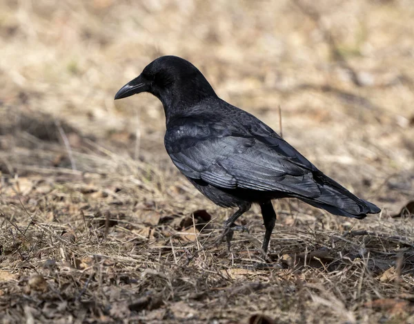 Amselkrähe Auf Dem Boden Saskatchewan Kanada — Stockfoto