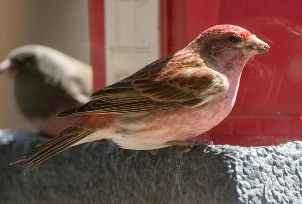 Pine Grosbeak Saskatchewan在饲养场关门 — 图库照片