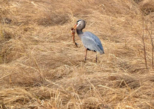 Μεγάλη Μπλε Heron Ψάρι Στο Στόμα Pike — Φωτογραφία Αρχείου