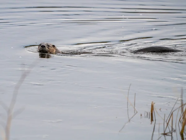 Close River Otter Northern — стоковое фото