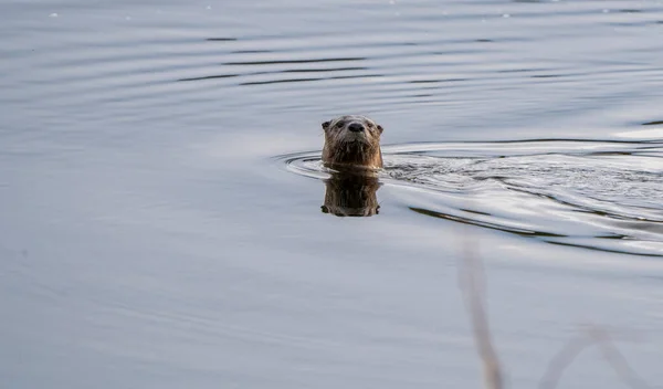 Close River Otter Northern Saskatchewan Canada — Stock Photo, Image