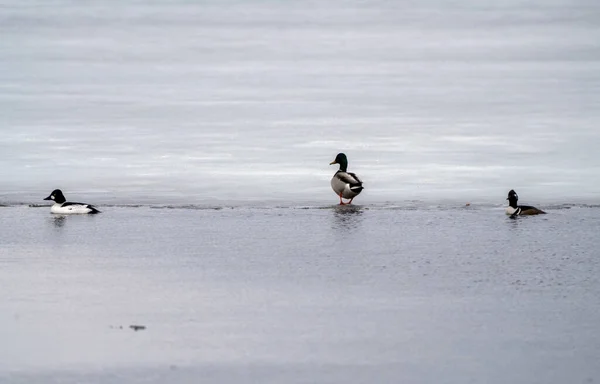 Ducks Merganser Con Cappuccio Nel Nord Del Saskatchewan Canada — Foto Stock
