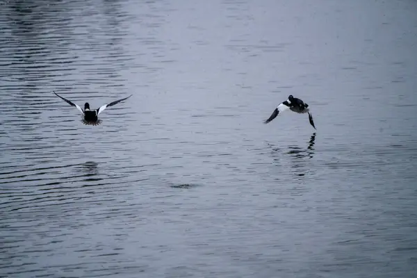 Goldeneye Πάπιες Saskatchewan Βόρεια Αρκτική Λίμνη Fprest — Φωτογραφία Αρχείου