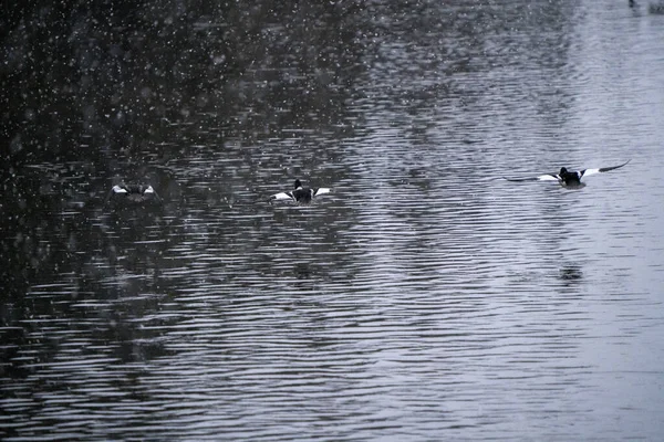 Goldeneye Πάπιες Saskatchewan Βόρεια Αρκτική Λίμνη Fprest — Φωτογραφία Αρχείου