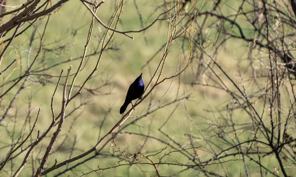 Balckbird Grackle Tree Distance — Stock Photo, Image