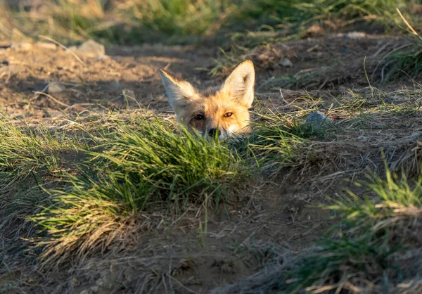 Fox Espreitando Den Moose Jaw Saskatchewan — Fotografia de Stock