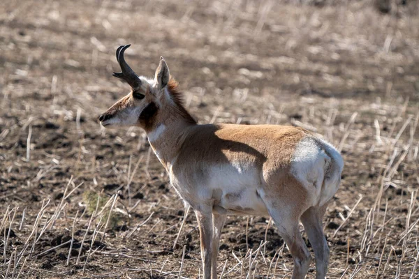 Pronghorn Antilope Saskatchewan Springtime Farmers Field — Stockfoto