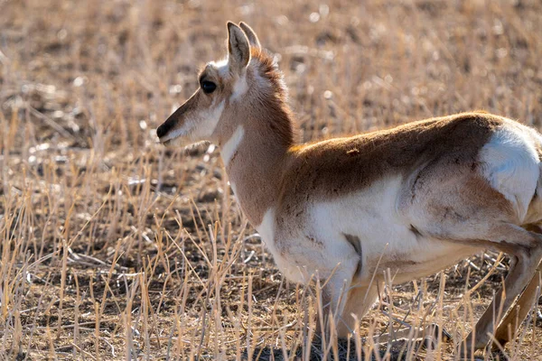 Pronghorn Antelope Saskatchewan Springtime Farmers Field — Stock Photo, Image