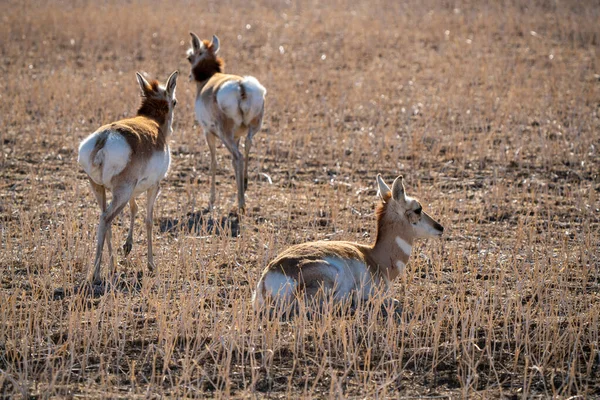 Pronghorn Antelope Saskatchewan Nel Campo Degli Agricoltori Primaverili — Foto Stock