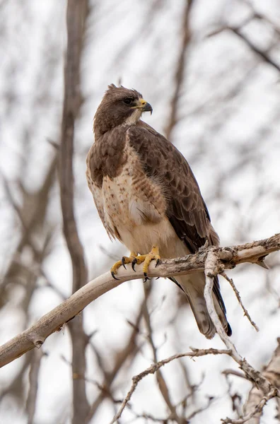 Hawk Saskatchewan Canada Tree Canada — Stock Photo, Image