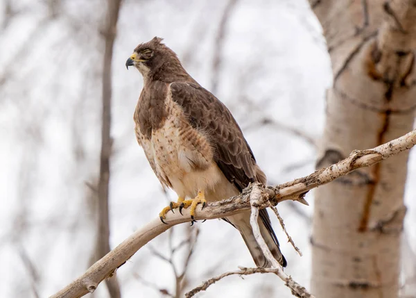 Saskatchewan Daki Hawk Kanada Ağacında — Stok fotoğraf