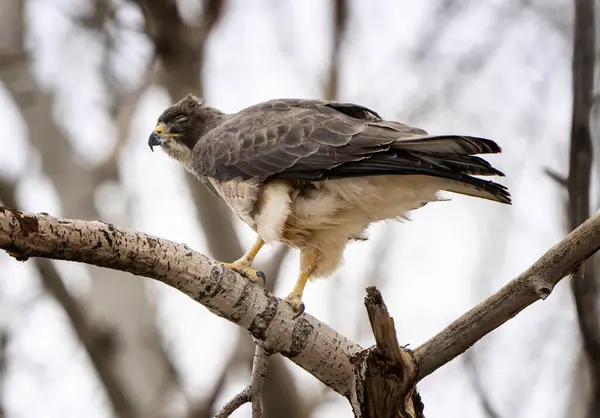 Hawk Saskatchewan Canada Tree Canada — Stock Photo, Image