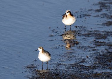 Wilson 's Phalarope Saskatchewan İlkbahar Kanada' sında