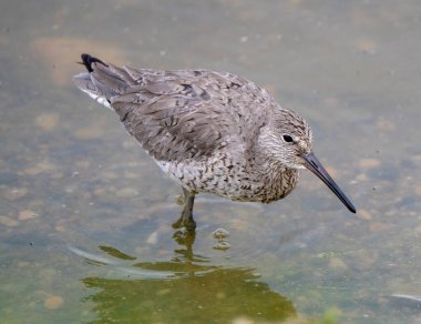 Godwit Saskatchewan Kanada Kıyı Kuşu Göç Göleti