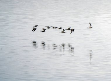 Saskatchewan Gölü 'nden uçan kısa kuşlar.