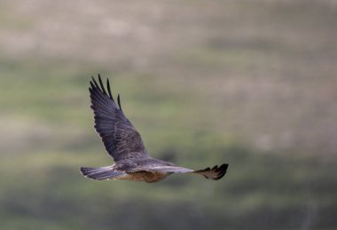 Saskatchewan Kanada 'da Hawk Kanada uçuşunda.