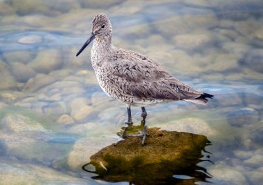 Godwit Saskatchewan Kanada Kıyı Kuşu Göç Göleti