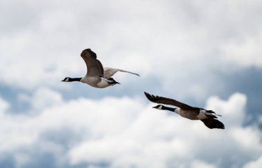 Kanada Kaz Uçuşu Saskatchewan Kanada