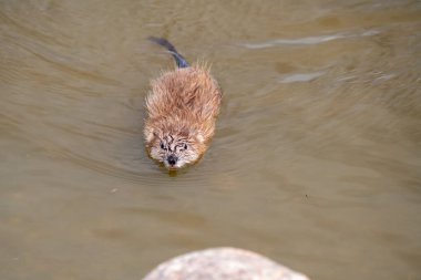 Saskatchewan 'daki Gölette Muskrat Kanada Baharı