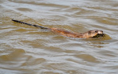 Saskatchewan 'daki Gölette Muskrat Kanada Baharı