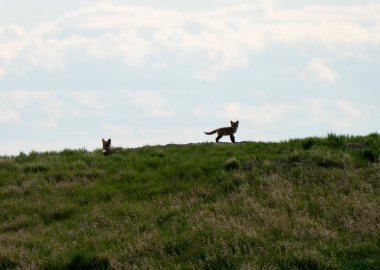 Gün batımında Den 'de Fox Kits oynuyor Kanada