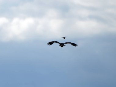 Karga Kuzgunu, Saskatchewan Kanada Baharı 'nda