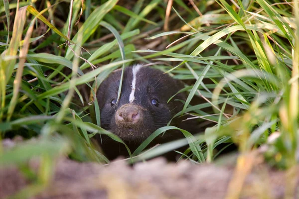 Baby Skunk Peeking Desde Den Canada Saskatchewan — Foto de Stock