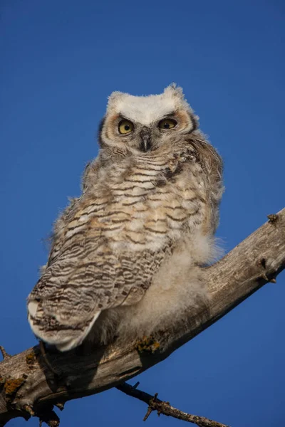 Great Horned Owl Tree Saskatchewan Canada Perched — Stock Photo, Image