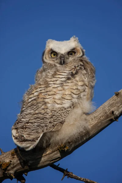 Grote Gehoornde Uil Boom Saskatchewan Canada — Stockfoto