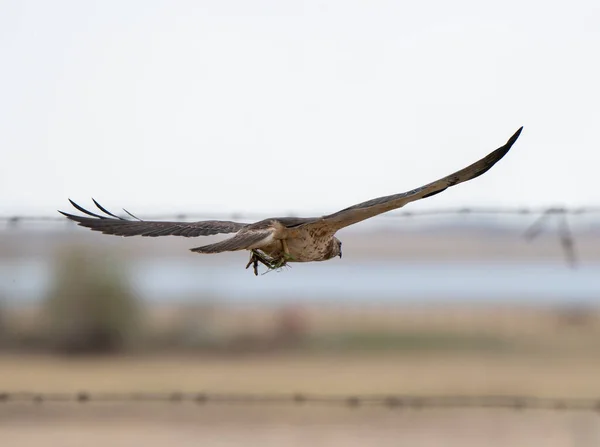萨斯喀彻温省的鹰在加拿大飞行 — 图库照片