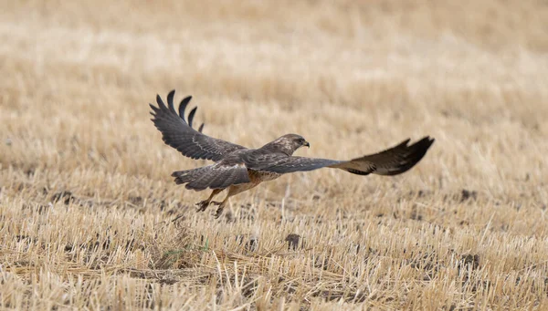 Γεράκι Στο Saskatchewan Καναδά Στην Πτήση Καναδάς — Φωτογραφία Αρχείου