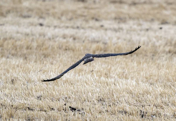 Hawk Saskatchewan Canada Tijdens Vlucht Canada — Stockfoto