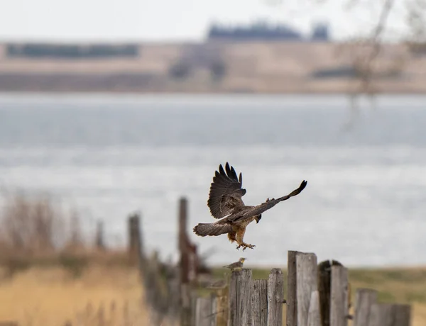 Sólyom Saskatchewan Kanada Járaton Kanada — Stock Fotó