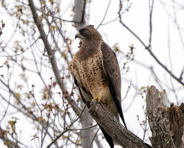 Saskatchewan Daki Hawk Kanada Ağacında — Stok fotoğraf