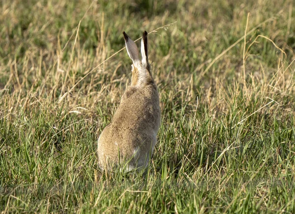 Rabbitt Στο Πεδίο Στο Saskatchewan Prairie Άνοιξη — Φωτογραφία Αρχείου