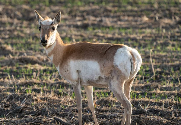 Pronghorn Antelope Saskatchewan Nel Campo Degli Agricoltori Primaverili — Foto Stock