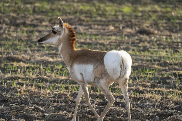 Pronghorn Antelope Saskatchewan Campo Granjeros Primavera —  Fotos de Stock