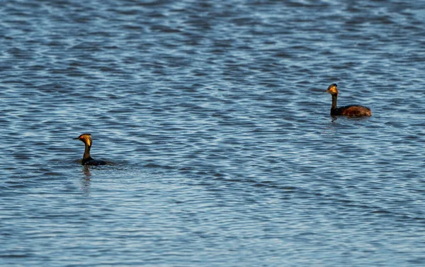 Tjänade Grebe Canada Sasktchewan Pond Springtime — Stockfoto