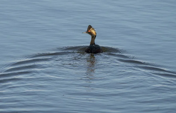 Tjänade Grebe Canada Sasktchewan Pond Springtime — Stockfoto