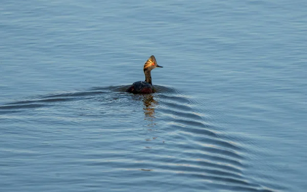 Sasktchewan Gölü Baharı Nda Grebe Kanada Kulağı — Stok fotoğraf