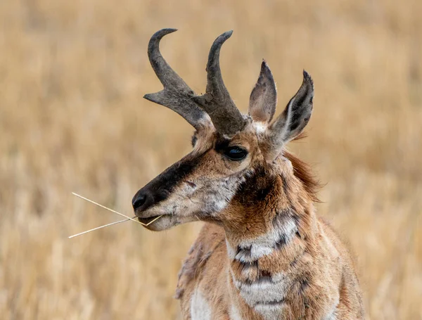 Pronghorn Antelope Saskatchewan Springtime Farmers Field — Stock Photo, Image