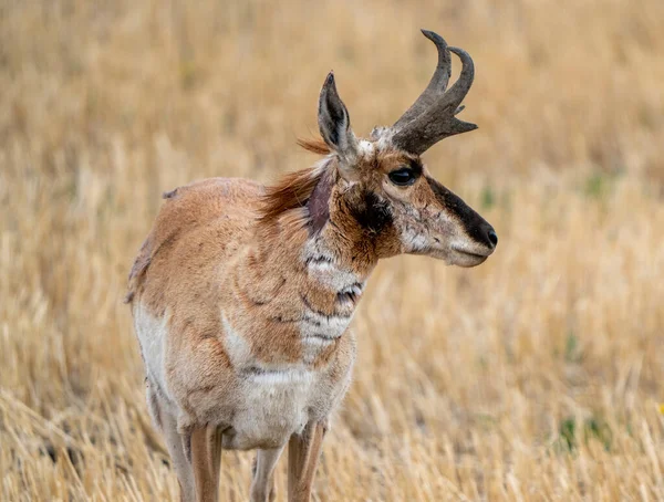 Pronghorn Antelope Saskatchewan Het Veld Van Voorjaarsboeren — Stockfoto