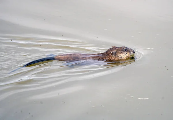 萨斯喀彻温省池塘里的麝鼠 — 图库照片