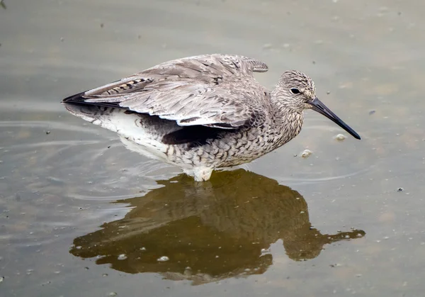 ゴドウィットサスカチュワンカナダ海岸鳥の移動給餌池 — ストック写真